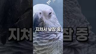 놀다 지쳐서 낮잠자는 아기 회색앵무새  안산 앵무새카페…