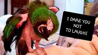 THE FUNNIEST SEVERE MACAW IN THE WORLD ?
