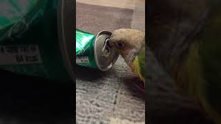 소망아 사이다는 먹으면 안돼(코뉴어)