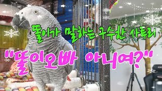 앵무새사투리 "똘이오빠 아니여~?" 연구대상똘이뷰