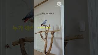 앵무새ㅡ순돌이는 똑똑해