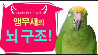 앵무새의 뇌 구조? 별이 머리속에는 온통 노래뿐!!! / 랩하는 앵무새 / 사람과 대화 가능앵무새 / ANGRY BIRD