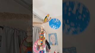 Caique Parrot vs Balloon!#caiq…