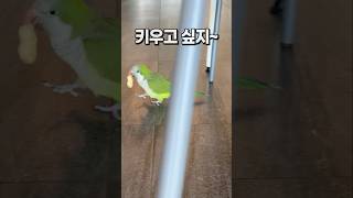 땅콩받고 도망가는 앵무새  앵무새카페 버드리 평택점 퀘이커앵무새