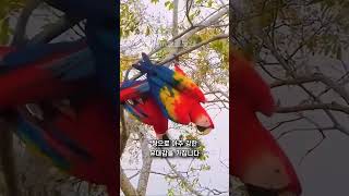 홍금강앵무세상에서 가장 아름다운 새#동물 #앵무새 #s…