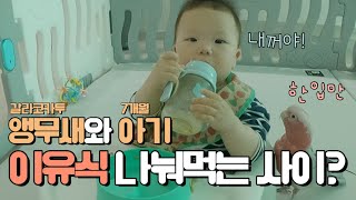 앵무새한테 아기이유식 짬처리하다가 참교육 당했습니다. …