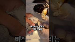 코딱지를 안파면 앵무새가 죽는다고?#유머 #고양이밈 #고양이 #지식한입 #유머모음 #웃긴영상