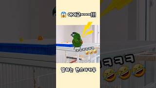 아이고!!ㅋㅋㅋ #말하는앵무새 율리