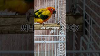 써니야 편식하면 안돼요!  #썬코뉴어 #parrot #…