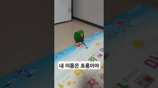 앵무새 초롱이
