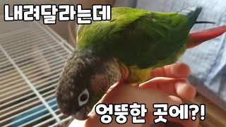 만지지 말라는 연두와 엉뚱한 곳에 내려버린 담이ㅋ?!#코뉴어앵무새 #conure