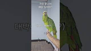 자주 혼난 앵무새가 배운 말  #앵무새 #cute #반…