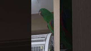 오랜만에 뉴기니아 앵무 또또의 옹알이 영상! 전보다 많…