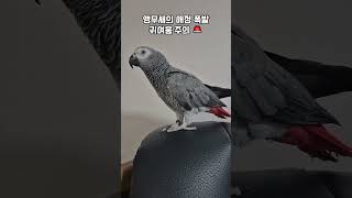 세상에서 제일 다정한 앵무새 / 회색앵무 랄라 #sho…