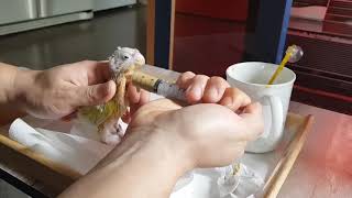 [대구앵무새농장]코뉴어앵무새 주사기 이유식하는 방법입니다.