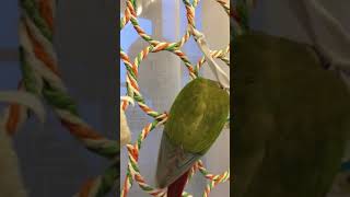 소망이 장난감(코뉴어)