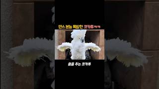 댄스 본능 폭발한 코카투ㅋㅋ#앵무새#코카투