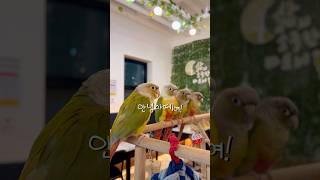 동생에게 말가르치는 앵무새 #말하는앵무새 #말하는코뉴어…