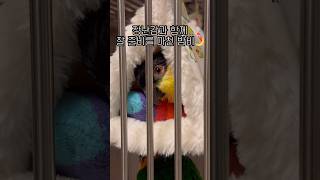 장난감이랑 잘래요 #shorts #parrot #caique #앵무새 #카이큐 #ズグロシロハラインコ