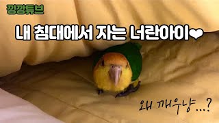 [앵무새 브이로그] 퇴근 후 집에 왔더니 심장 폭격 당해따 / 노란머리 카이큐
