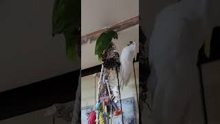 #말하는앵무새 아마존 이큐와 하이브리드코카투 이든이의 …