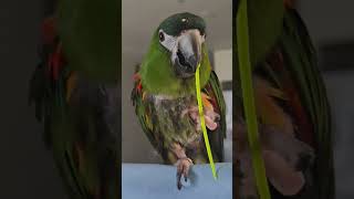 #앵무새. 한스마카우. 2013년 출생. 남자. 이름:…