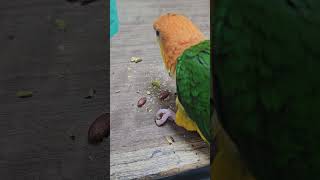 피스타치오 먹는 하나 #앵무새 #노란머리카이큐 #카이큐앵무새 #카이큐 #parrot