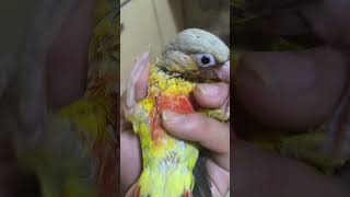 귀농귀촌 애기코뉴어앵무새 다섯마리분양 01030983560