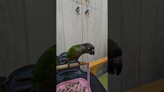 #앵무새#잔디#음악#소리에#춤춘다