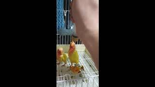 아기 모란앵무새 이유식 주려는데... Parrot baby food#