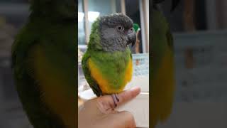 집사 손 저당 잡고, 눈동자 작아졌다  커져다 하네♡ 볼 수록 귀엽다♡  #parrot #세네갈앵무 #앵무새 #반려동물