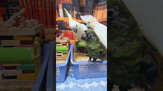 앵무새들에게 이유조 성장시기는 아주 중요한 시기예요