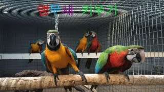 앵무새를 잘 키우려면 13 (앵무새를 이런 곳에 키우면 안된다) (You should not raise parrots In this place.)