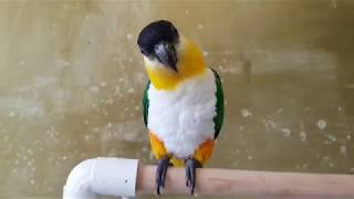 앵무새계의 비글! 검은머리카이큐~ 안녕?ㅋㅋㅋ