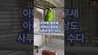 아마존앵무새 아리의 웃긴 수다 #말하는 #아마존 #앵무새 #아리  #코믹 #수다 #parrot #birds #앵톡