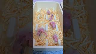 청금강, 듀컵코카투, 체스넛, 뉴기니아, 카이큐 아이들…