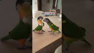 맨날싸워도 둘이 좋은 투닥이들 #세네갈앵무 #birds #parrot #세네갈앵무새 #검은머리카이큐