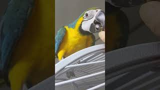 청금강 청룡이250일