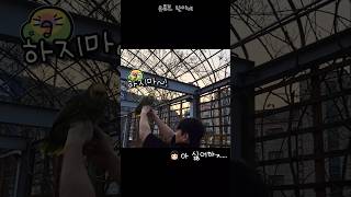 [수리] 장난쳤다가 앵무새한테 혼남 / #말하는앵무새 …