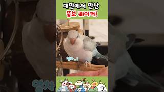 대만에만난 너무 귀여운 퀘이커!! #parrot #イン…