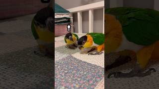 깃털전쟁 #shorts #parrot #caique #…