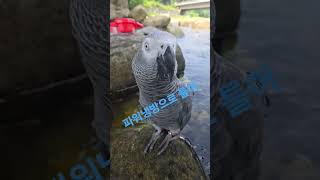 #회색앵무근엄함 #앵무가사장님 #조잘조잘인생조언 #앵무가말을해요 #새가나보다똑똑함 #회색앵무철학자 #앵무가집주인 #조류지만존재감풀장착 #앵무는진지해 #앵무의하루는바쁘다