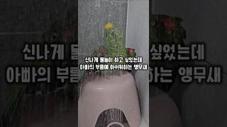 물놀이는 못참지~ 신나게 물놀이 하고 싶었는데 아빠가 불러서 시무룩해진 앵무새 #윙스패밀리 #물속성앵무새 #아빠미워