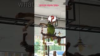 [예삐] 앵무새에게 고맙다 말하면ᆢ #아마존 #앵무새 …