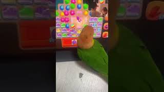 게임하는 앵무새 카이큐