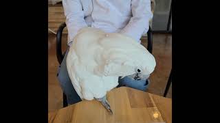 엄브렐라 코카투 달래를 이쁘게 찍어보자 03