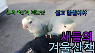 모란앵무 가을겨울이의 겨울산책
