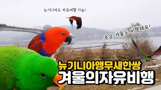 뉴기니아 앵무새 자유비행 훈련 겨울 추운 날씨도 열심히 날아요! 겨울날씨 적응하기 l Eclectus parrot Korea winter weather freeflight