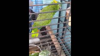 Yellow naped meets quaker