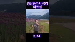 충남 공주 금강의 미르섬 아름다운 물안개 #물안개 #홍…